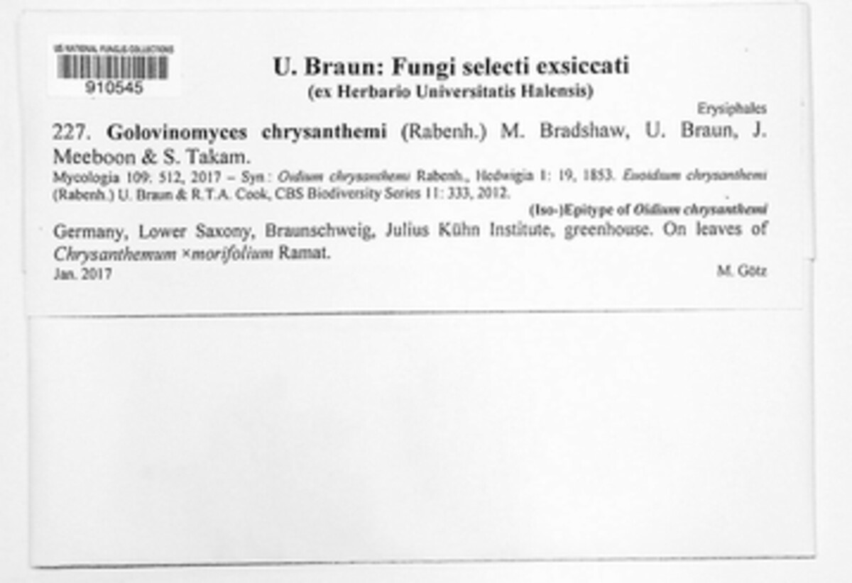 Golovinomyces chrysanthemi image